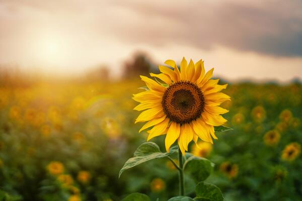 Sonnenblumen im Sonnenuntergang