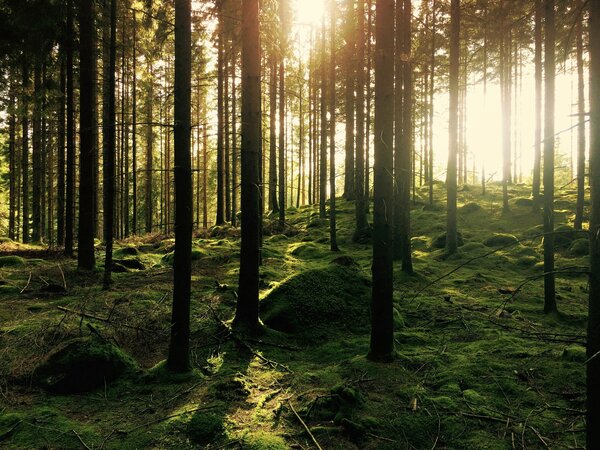Moos, Wald und Sonnenstrahlen
